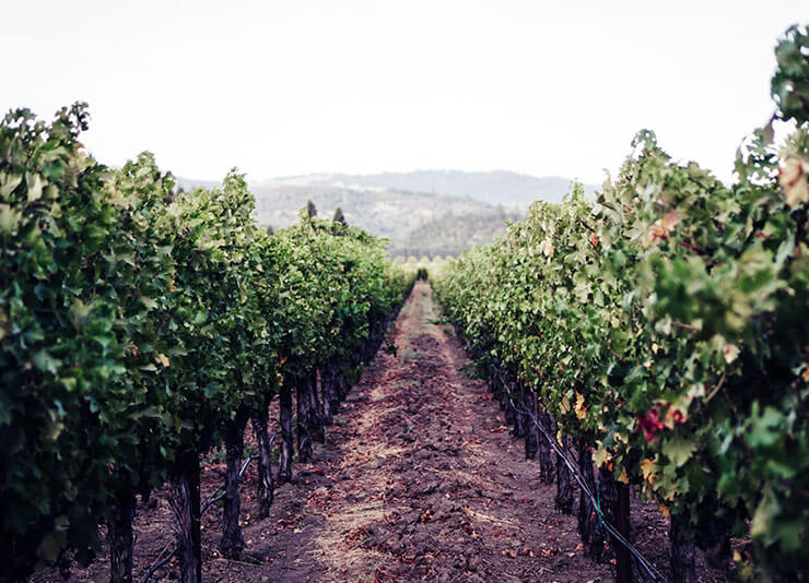 Vinhos